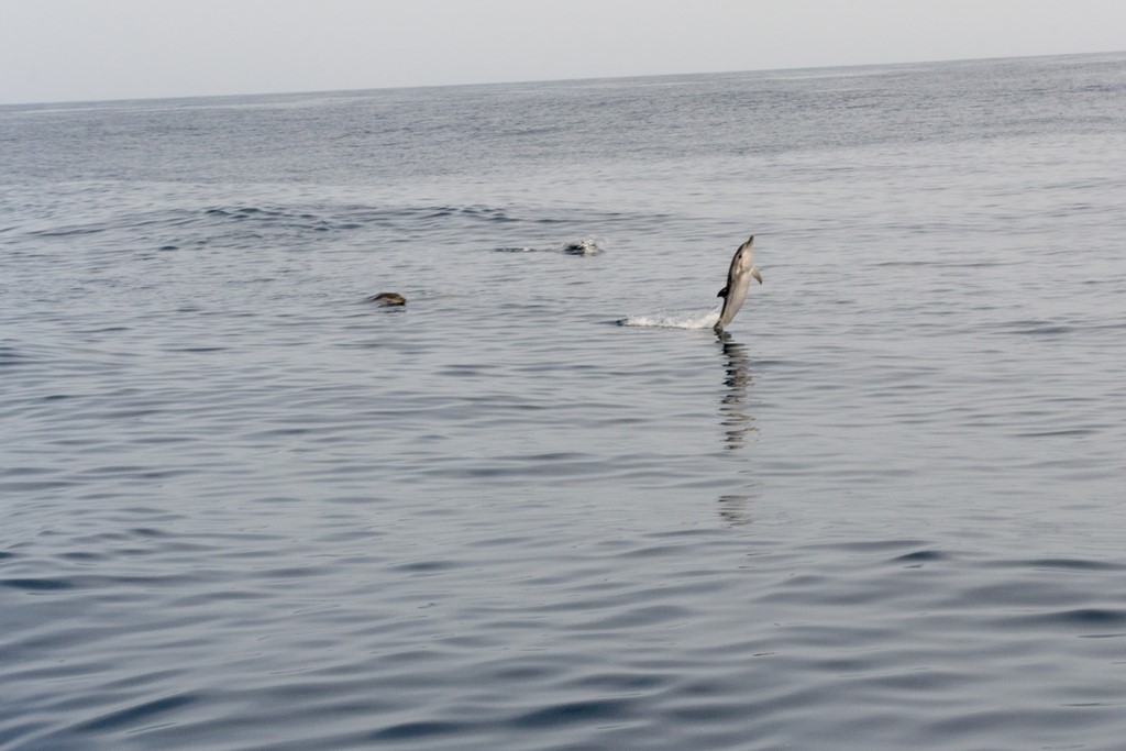 dauphins6